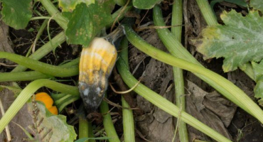 Charakteristika škůdců a chorob tykve