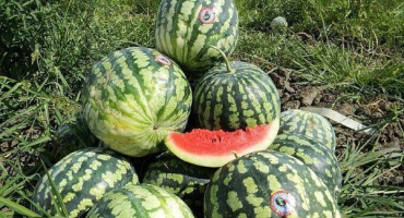 Charakteristika astrachaňského melounu a pravidla pěstování