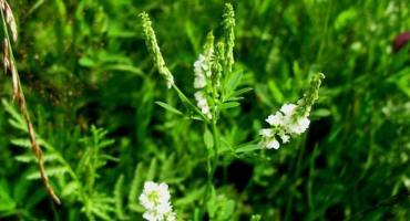 Charakteristika melilotu a co je dobré na kvalitě zeleného hnojení, jak správně zasít
