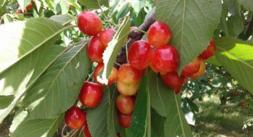 Charakteristika a popis třešní odrůdy napoleon, výsadba a péče
