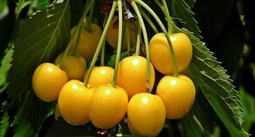 Charakteristika a popis odrůd jantarové třešně, pravidla výsadby a péče