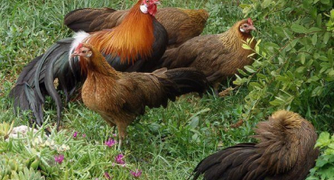 Charakteristika a popis dekorativního plemene kuřat fénix