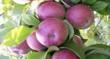 Charakteristika a popis odrůdy bayan jabloní, pěstitelské oblasti a recenze zahradníků
