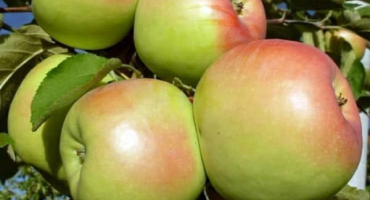 Charakteristika a popis krymských odrůd jablek sinap orlovsky, kandil a mountain