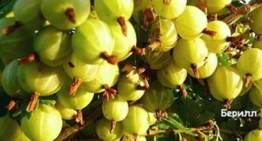 Charakteristika a popis angreštu berylového, výsadba a péče