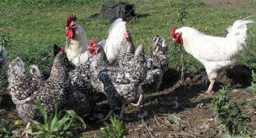 Charakteristika a popis plemene kuře puškin, pravidla údržby