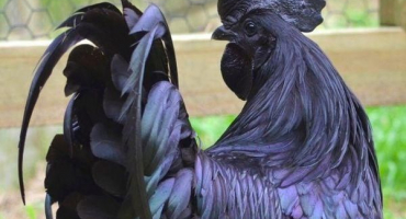 Charakteristika a popis kuřecího plemene uheyilyuy, obsah a produkce vajec