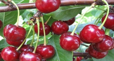 Charakteristika a popisy raných kultivarů třešní spank, opylovačů a odrůd