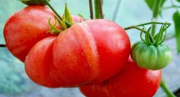 Charakteristika a popis různých odrůd obřích rajčat
