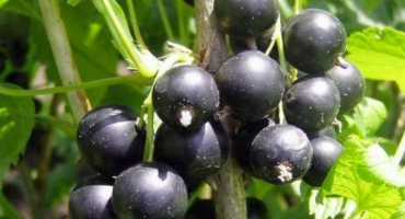 Charakteristika a popis odrůd rybízu letní rezidenční, výsadbové a pečovatelské funkce