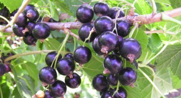 Charakteristika a popis odrůd rybízu titania, výsadba a péče