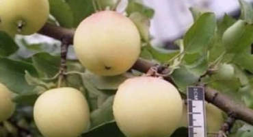 Charakteristika a popis odrůdy apple kadet (sněhově bílá), recenze zahradníků