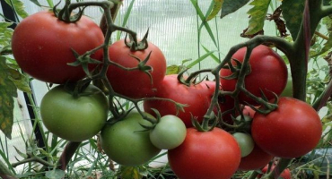 Charakteristika a popis odrůdové rapsodie rajčat