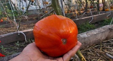 Charakteristika a popis odrůdy rajčat řím, její výnos