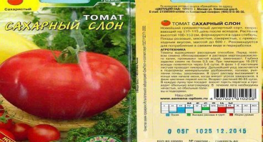 Charakteristika a popis odrůdy slona cukrového