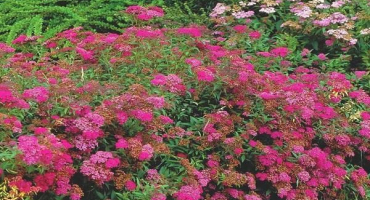 Charakteristika a popis odrůdy spirea anthony vaterer, výsadba a péče