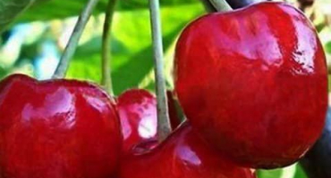 Charakteristika a popis druhů třešní, výhody a nevýhody