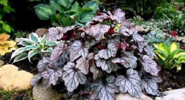Charakteristika a popis odrůd heuchera, pravidla výsadby a péče