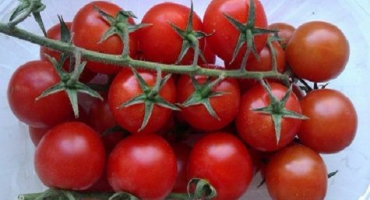 Charakteristika a popis odrůd rajčat monisto