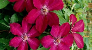 Charakteristika a výsadba odrůd plamének rouge cardinal, skupina řezů