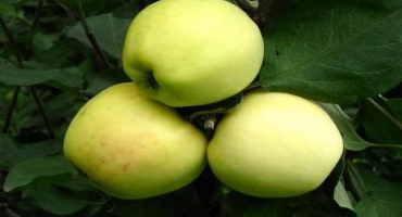 Charakteristika, popis a oblasti pěstování jabloní odrůdy snow calvil