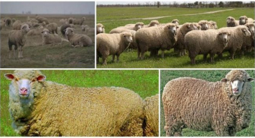 Charakteristika ovcí volgogradského plemene, klady a zápory a chov