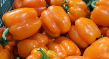 Charakteristika raně zralého oranžového zázračného pepře a znaky jeho pěstování