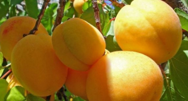 Charakteristika odrůdy dezertní meruňky, popis pěstitelských oblastí a opylovačů