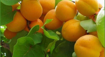 Charakteristika odrůdy meruněk chrastí, popis výhod a nevýhod, výnos