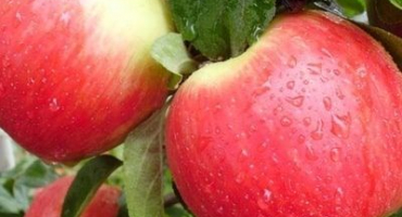 Charakteristika odrůdy jabloně prima, popis poddruhu, pěstování a výnos