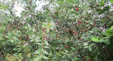 Charakteristika odrůd třešní saratovského výběrového unbundlingu, výhody a nevýhody