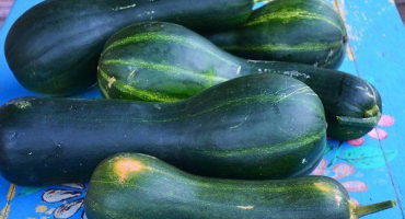 Charakteristika odrůdy perlové dýně. Pravidla výsadby a péče