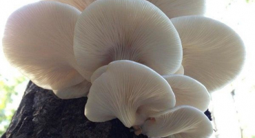 Charakteristika hlívy ústřičné a její domácí pěstování