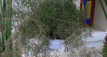 Hatiora salicata - kaktus bez trnů