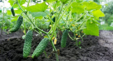 Chléb jako vrchní dresink na okurky