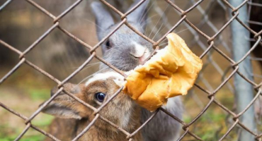 Chléb ve stravě králíků