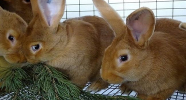 Jehličnaté větve v zimní stravě králíků