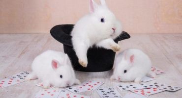 Hračky pro králíky