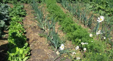 Mějte ve svém arzenálu účinný prostředek proti škůdcům – čpavek