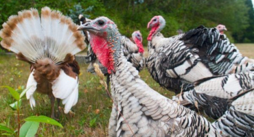 Krůty bronzové 708 - popis plemene