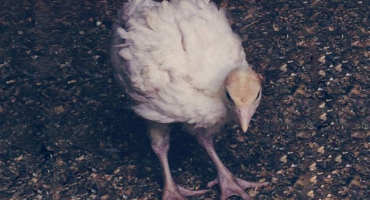 Krůty kanadského plemene