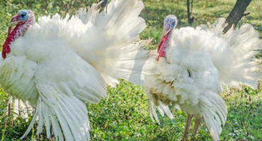 Velkých 6 krůt – podmínky zadržení