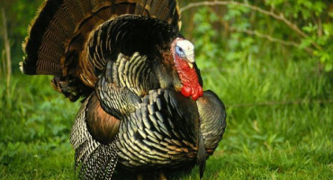 Bronzové širokoprsé krůty