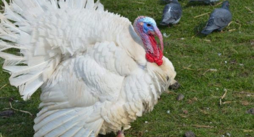 Krůty viktorie - informace o chovu