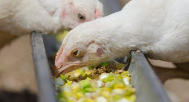 Indoorstraws - pravidla pro držení doma