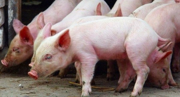 Infekční onemocnění kolibacilóza (escherichióza) u selat: jak se projevuje, způsoby eliminace a prevence