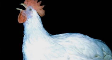 Infekční bronchitida kuřat