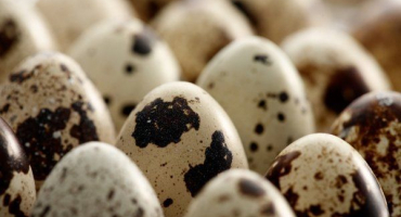 Inkubace křepelčích vajec - pokyny krok za krokem