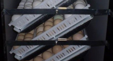 Inkubátor s automatickým otáčením vajec: popis mechanismu + přehled domácích produktů