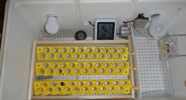 Křepelčí inkubátory: přehled druhů a domácích možností